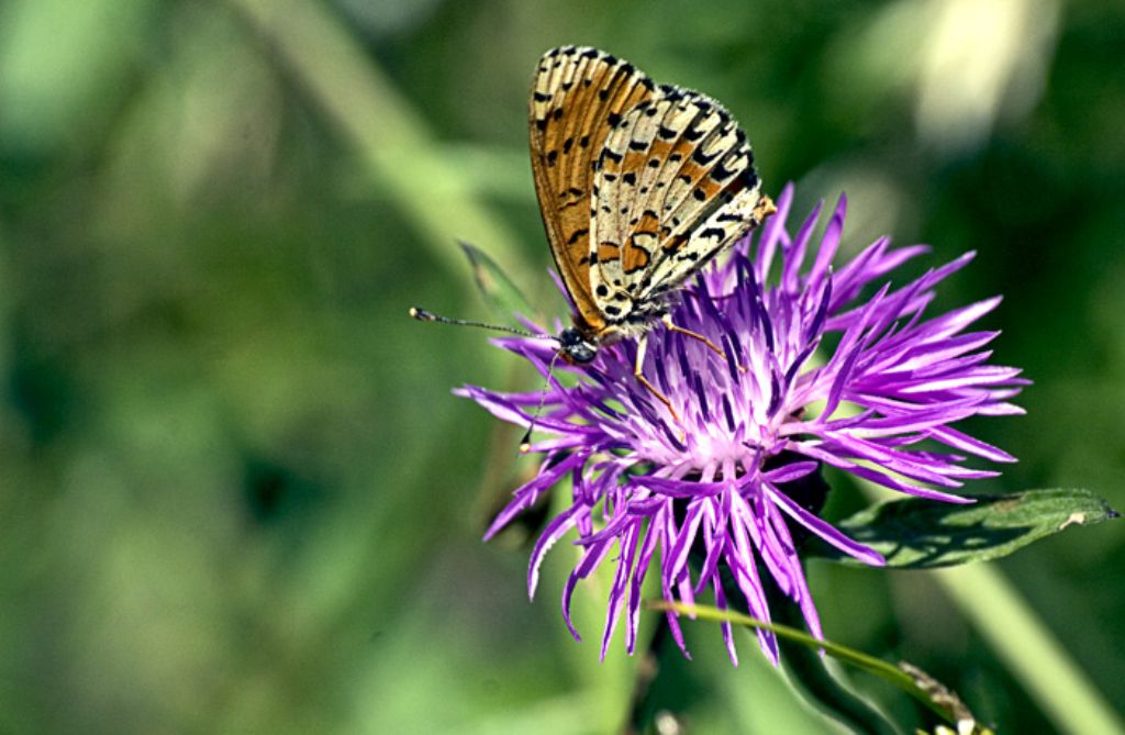 Melitaea didyma o altro?